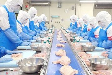 TUYỂN 10 NỮ CHẾ BIẾN THỊT GÀ LÀM VIỆC TẠI OKAYAMA (DỰ KIẾN THI 27/03/2026)